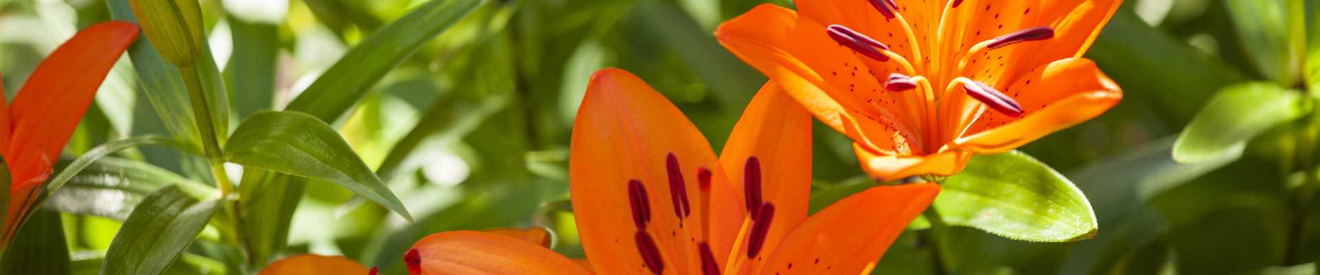 Pflege von Lilien BlumenGaab