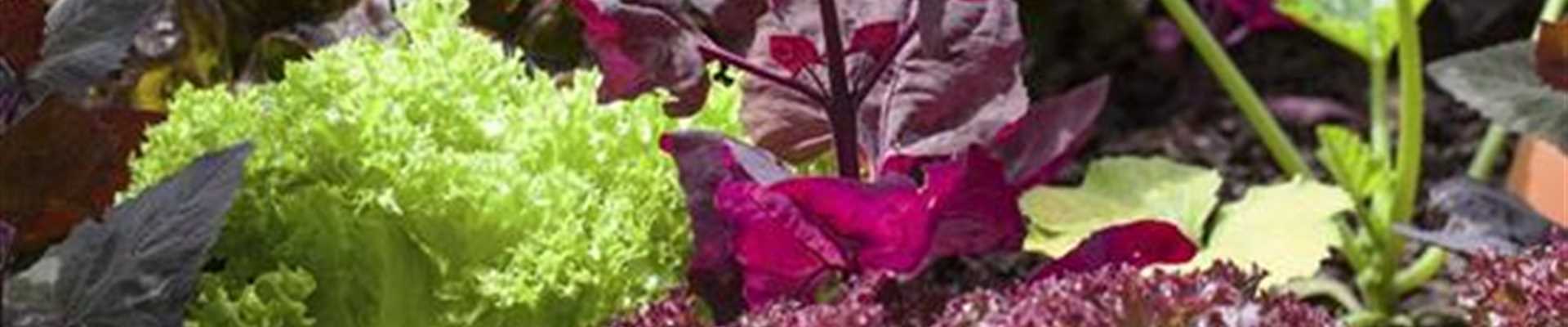 Der Gemüsegarten: alles andere als spießig und langweilig - Blumen-Gaab