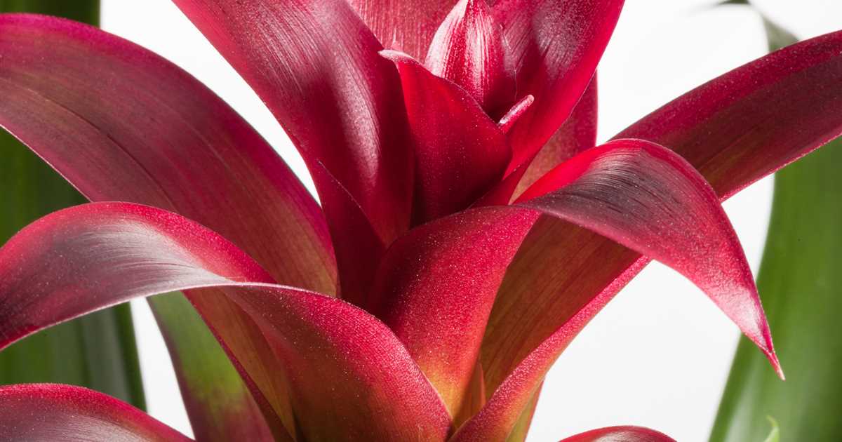 Bromelien, eine Leidenschaft für sich - Blumen-Gaab