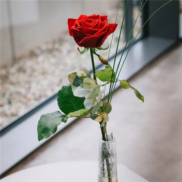 Einzelrose mit Vase