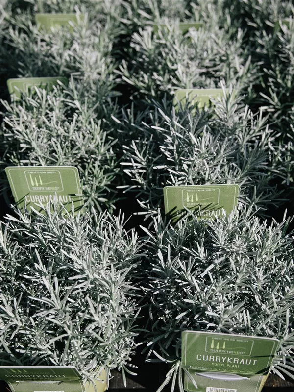 Sunny Herbs 14cm Topf