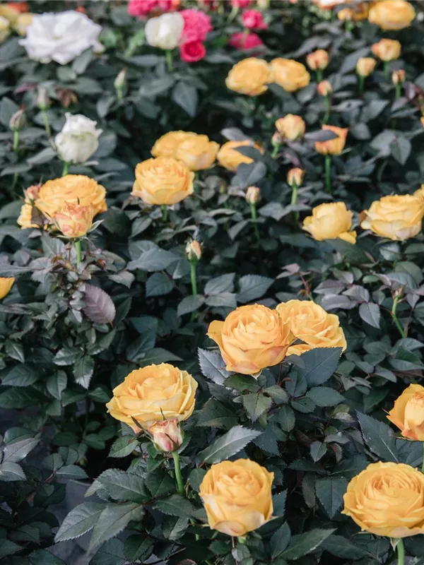 verschiedene Farben