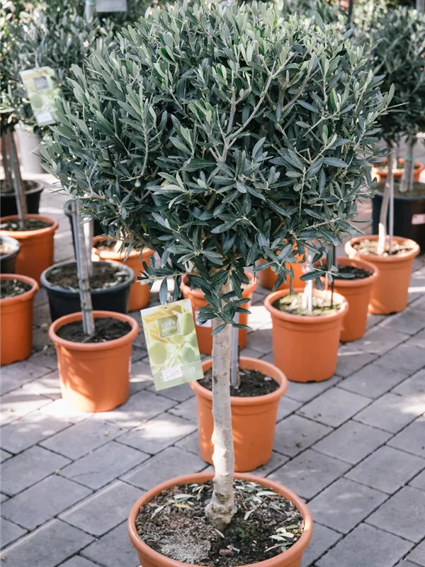 Olea Europea