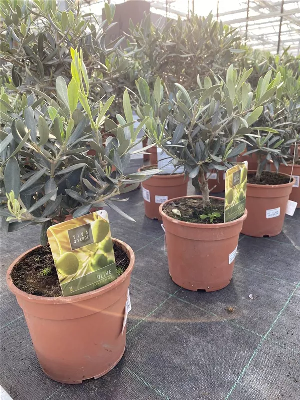 Olea Europea