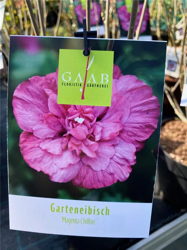 "Magenta Chiffon"