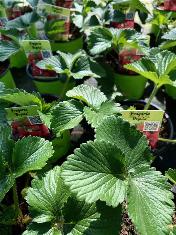 Fragaria Bogota