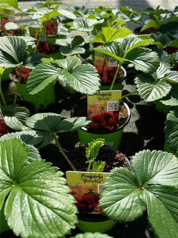 Fragaria Gorella