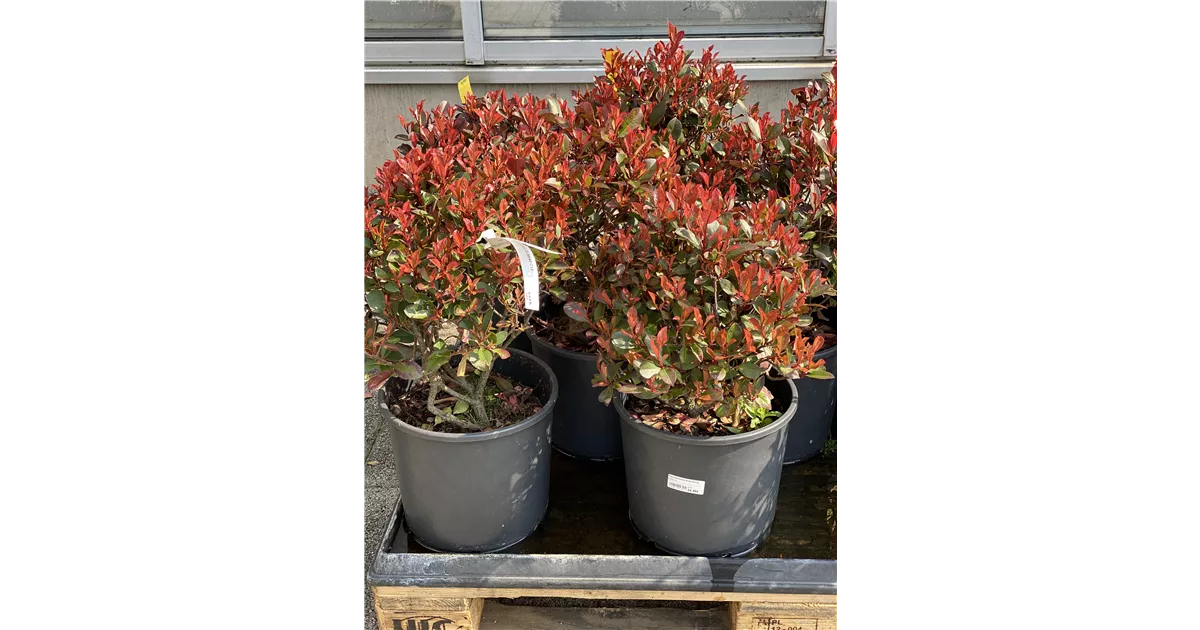 aronia viking plants McKenzie Aronia – East Hill Tree Farm main image 0