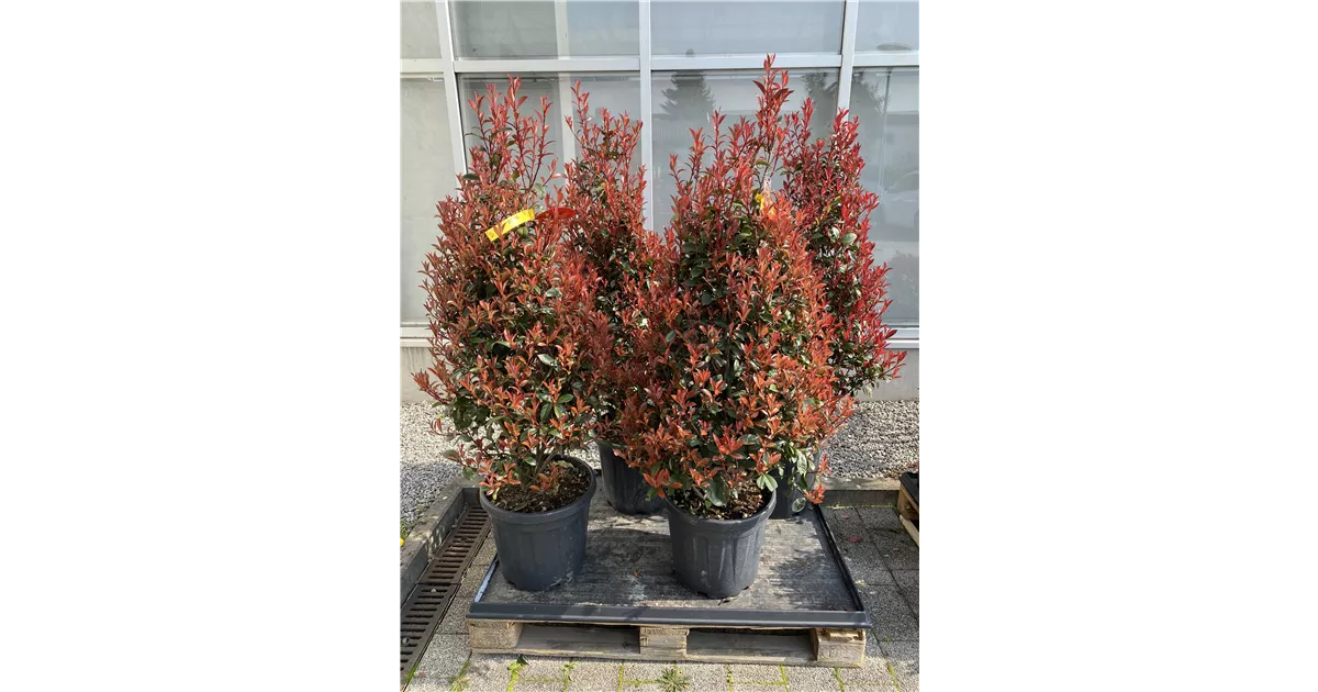 Photinia fraseri, Dicker Toni 1,50m Hhe inkl. Topf - Blumen-Gaab