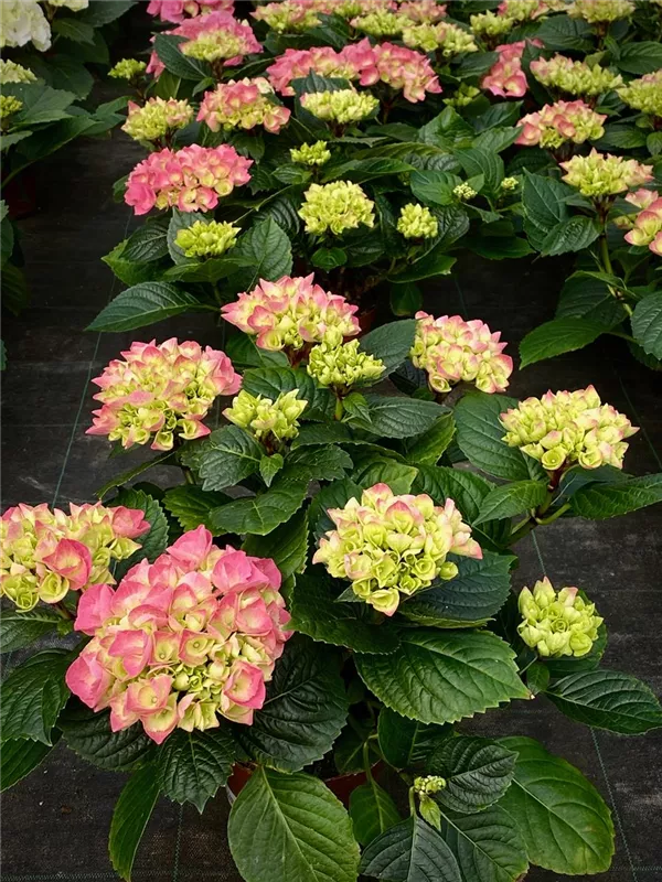 14cm Topf verschiedene Farben