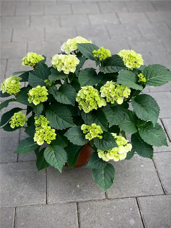 Hortensie im 5Liter Container