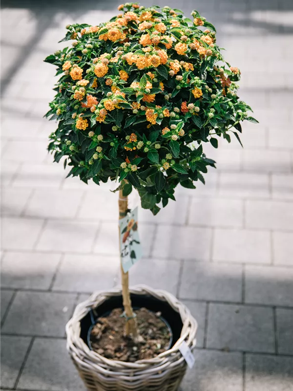 Stamm PT 20 orange H 100cm