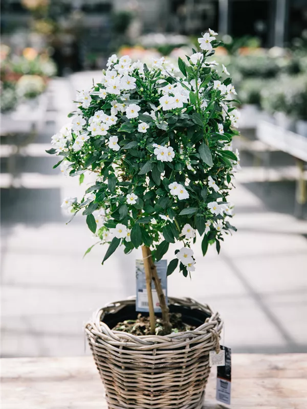 rant. Stamm PT 17 H 70cm