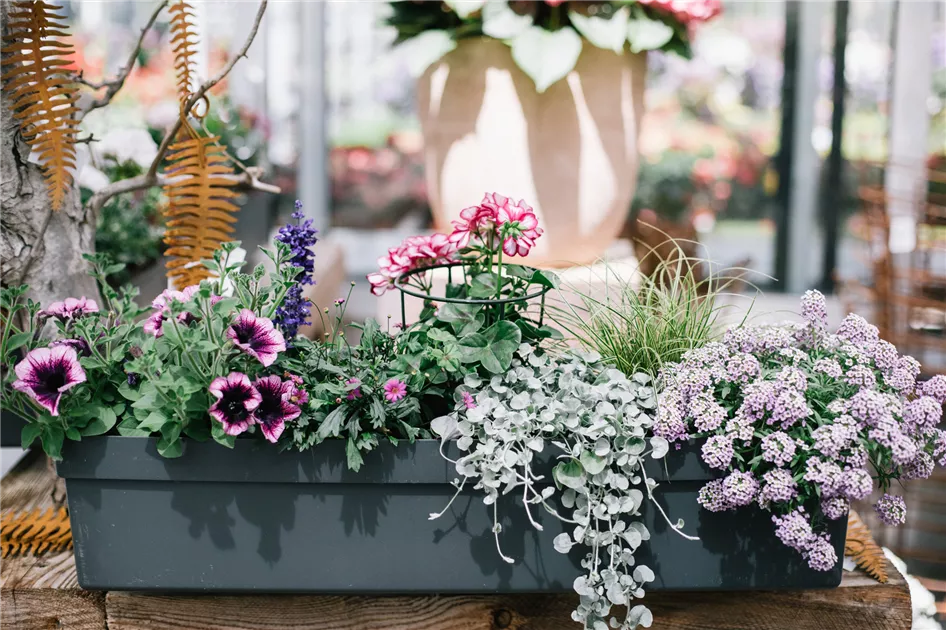 Blumenkasten Sommer