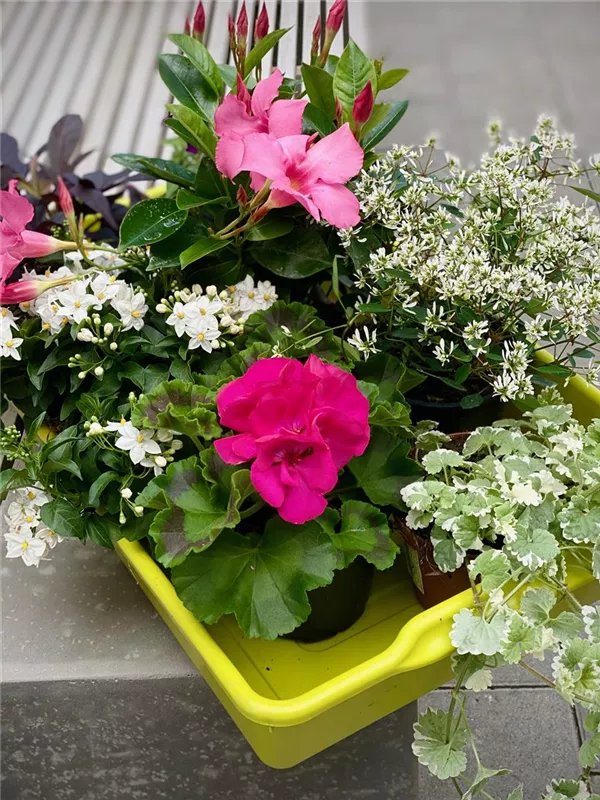 Sommervariation