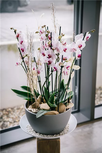 Orchideen in Schale, Endless Dream! - Blumen-Gaab