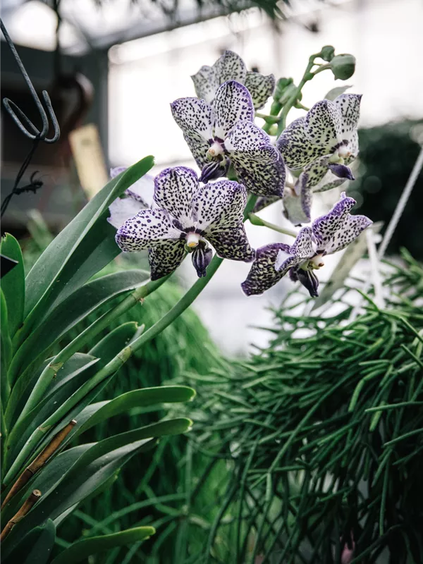 Vanda