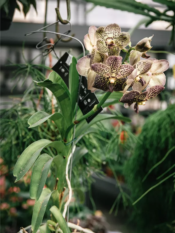 Vanda