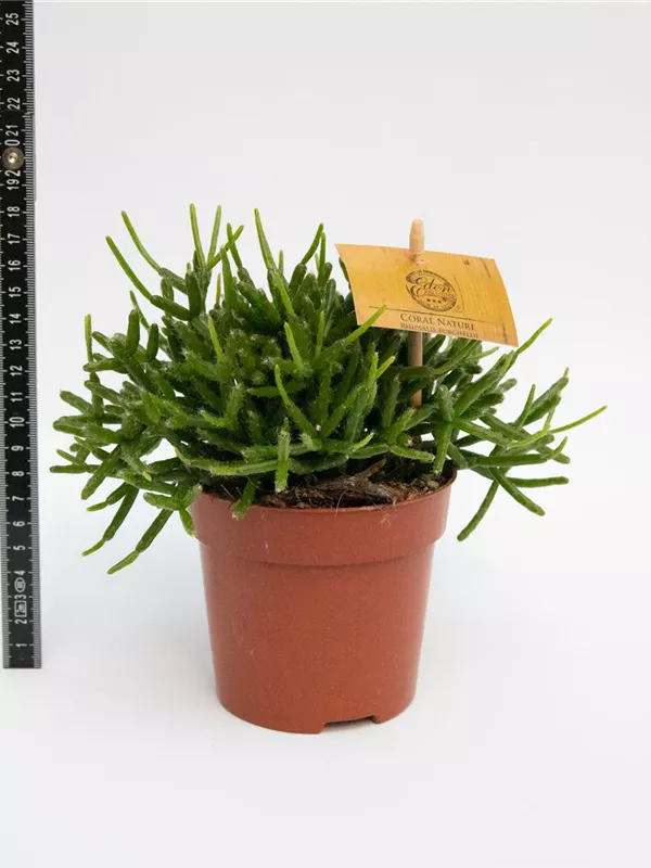 Burchellii