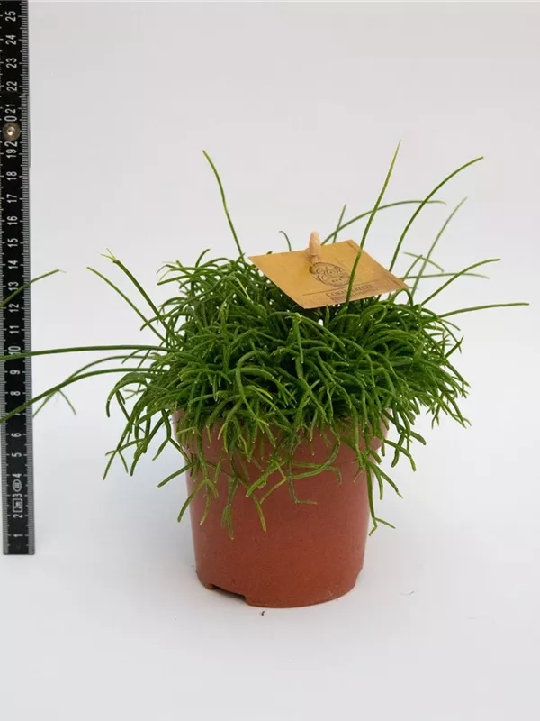 Cassutha