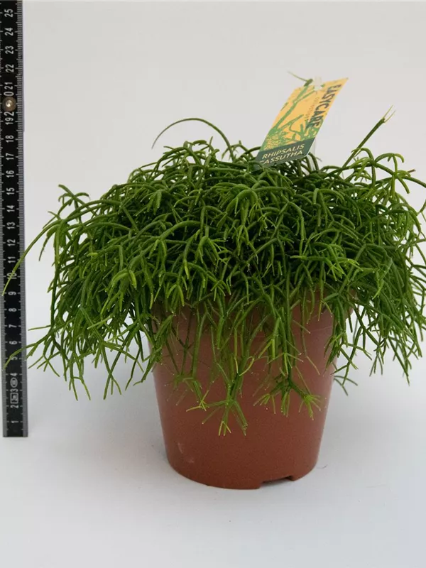 Cassutha