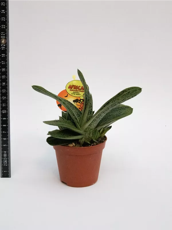 Little Warty