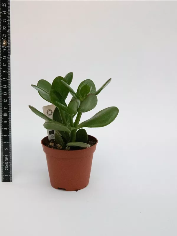Portulaceae