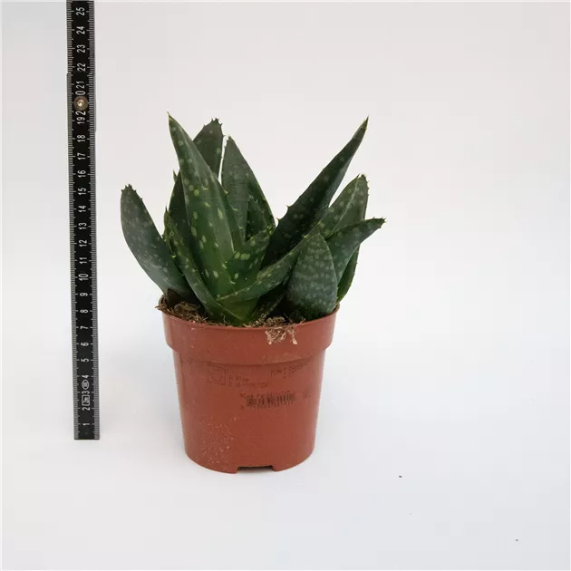 aloe vera seife gegen pickel Aloe Vera-Seife mit Luffaschwamm main image 1