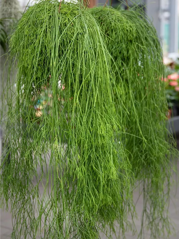 Cassutha lang hängend