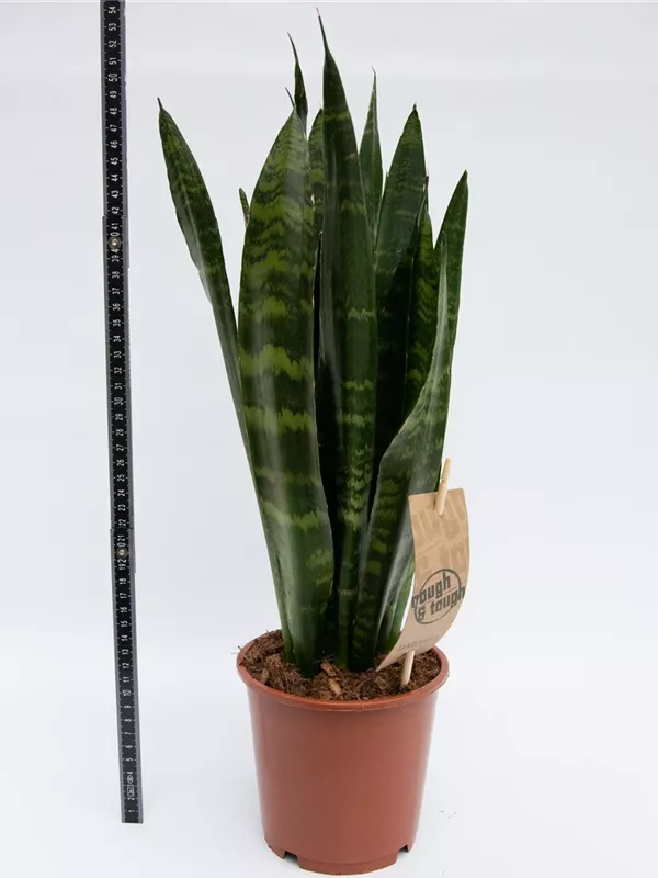 fasciata