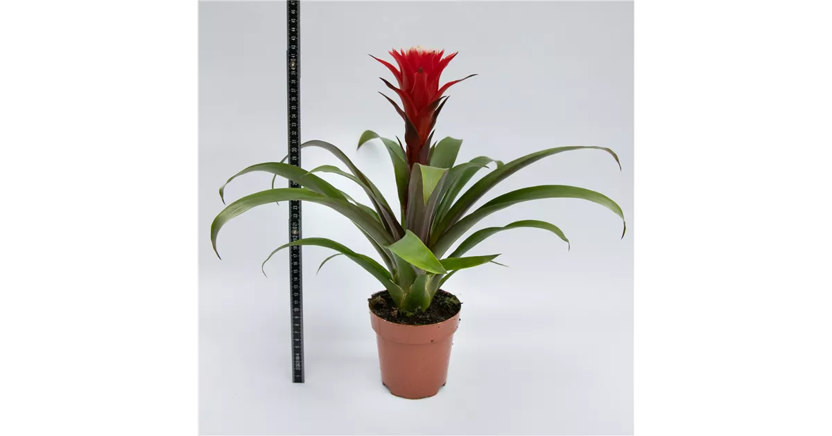 elefantenfuß temperatur draußen Elefantenfuß - Beaucarnea Recurvata Stamm Ø21cm main image 0