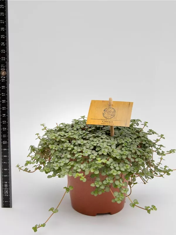 Glaucophylla Greyzy