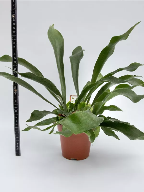 Bifurcatum