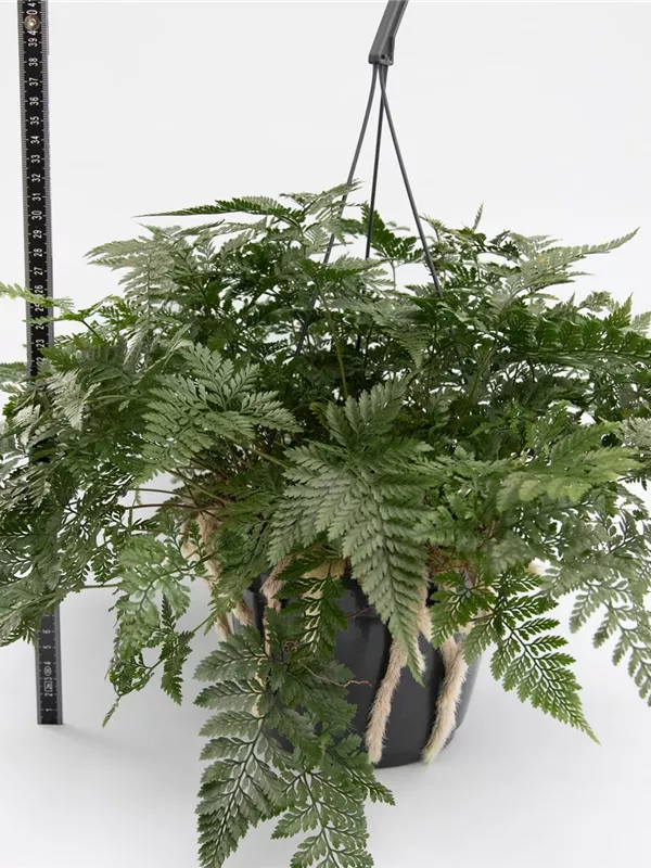 Tyermannii