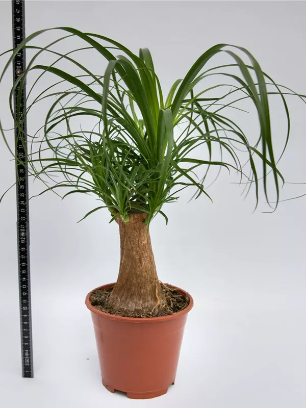 Recurvata