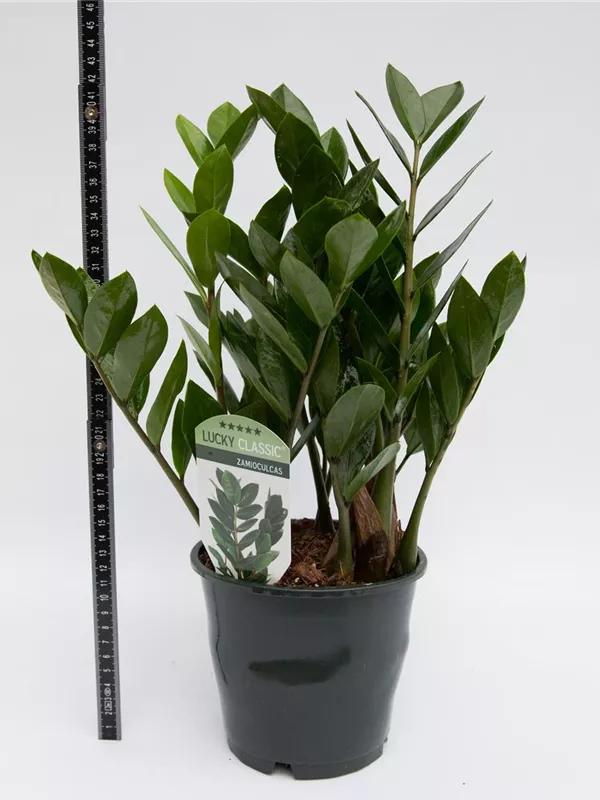 Zamiifolia