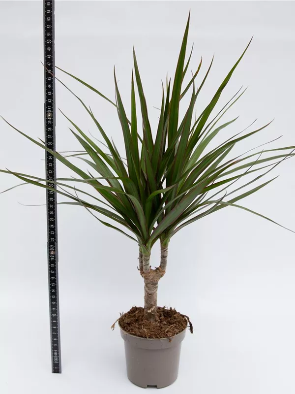 Marginata