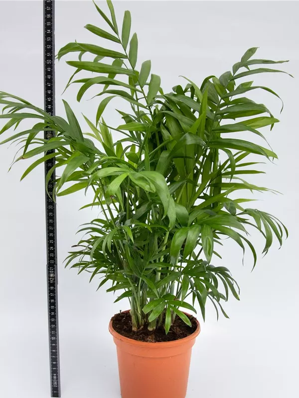 Elegans
