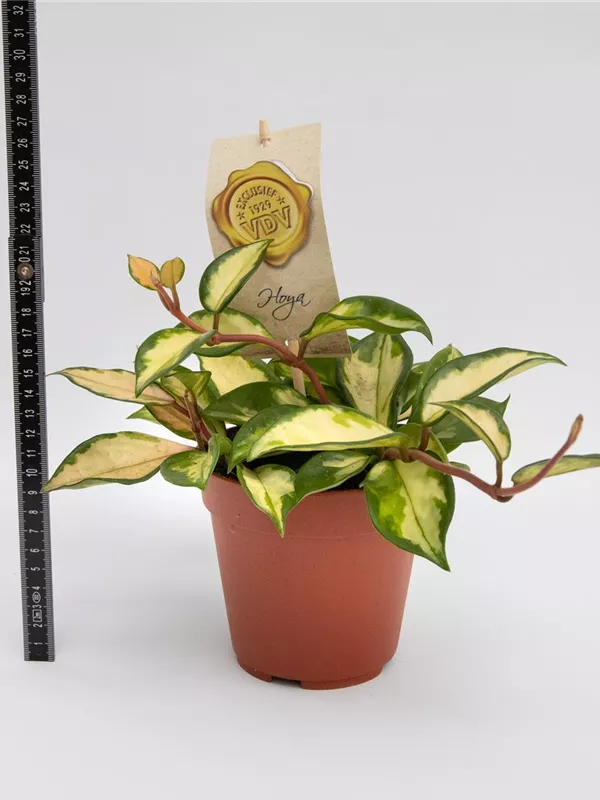 Carnosa Tricolor
