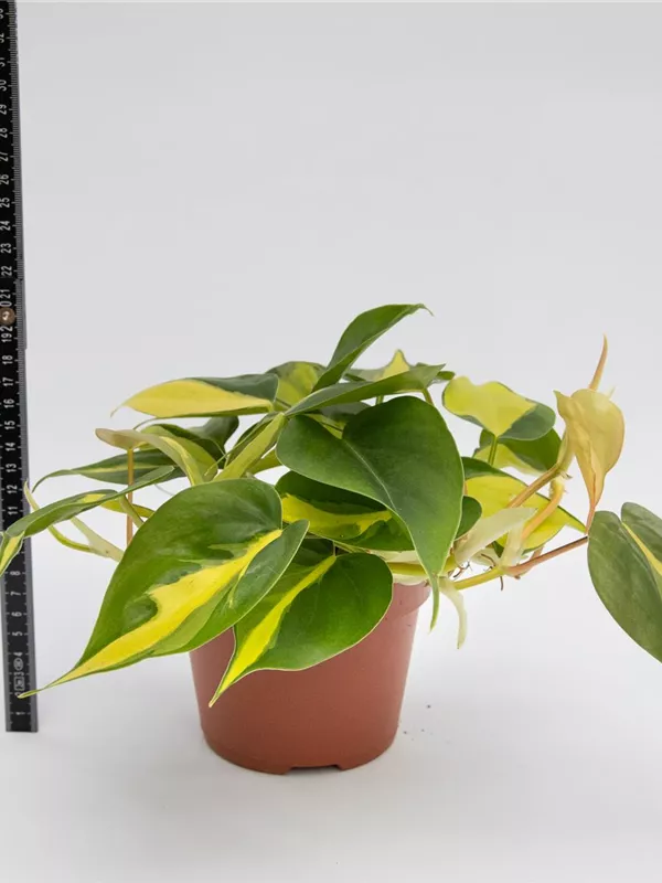 Scandens 