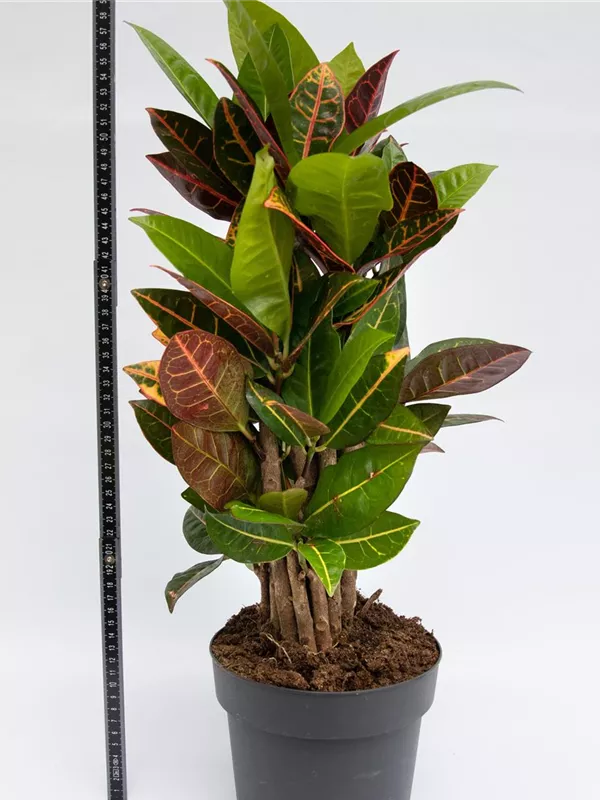 Codiaeum Petra