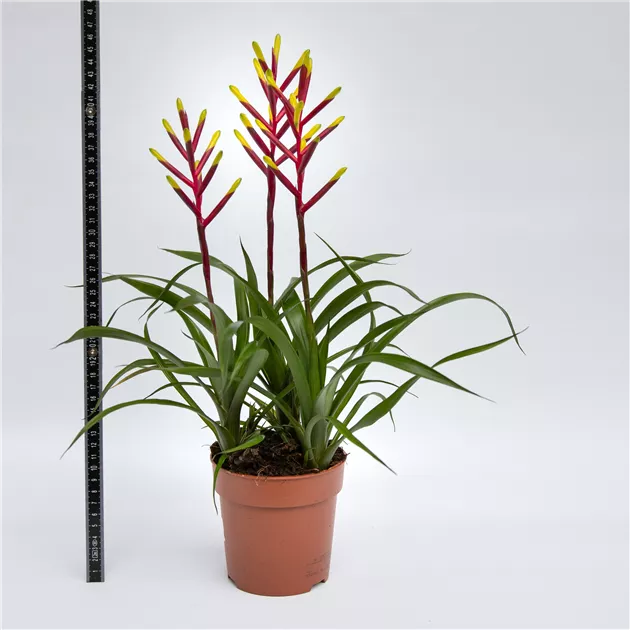 Bromelie - Blumen-Gaab