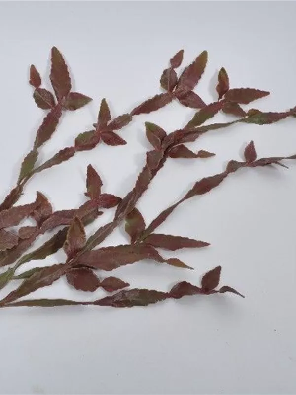 Rhipsalis rot