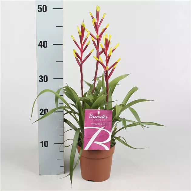 calathea orbifolia wurzeln Calathea Orbifolia | 40cm | Online bestellen main image 0