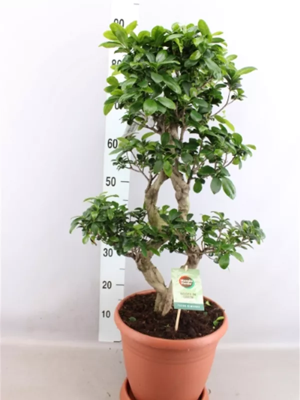 Microcarpa Ginseng