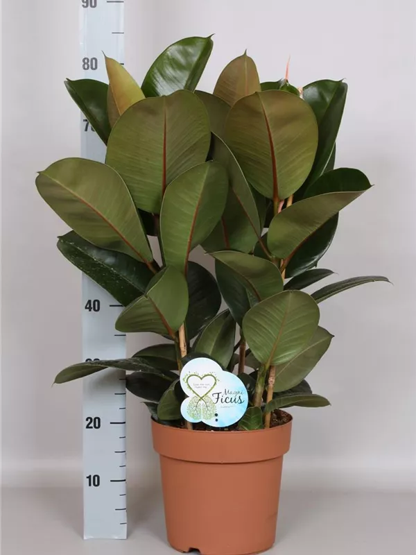Elastica Robusta