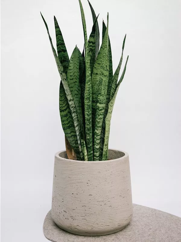 fasciata