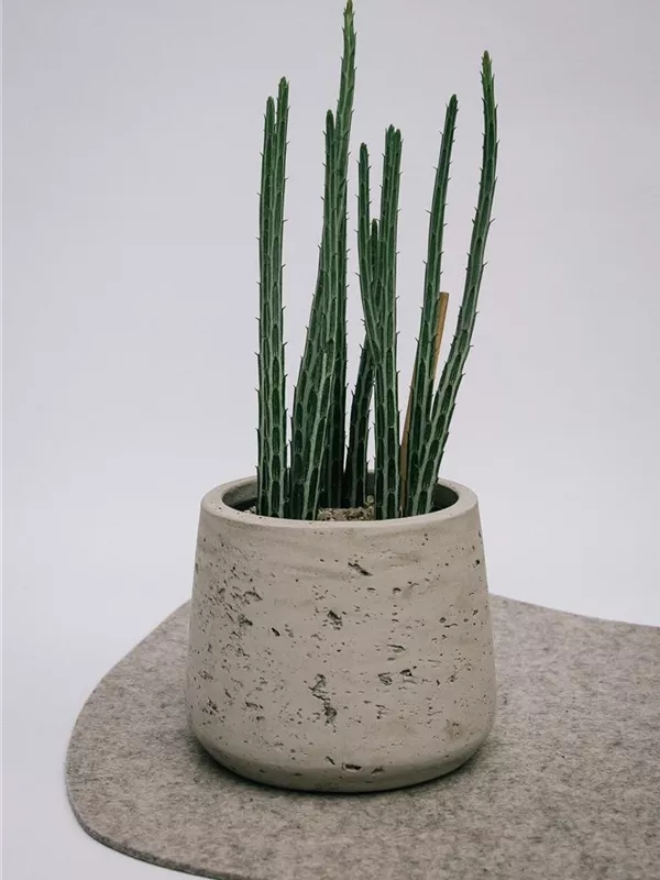 Stapeliaeformis