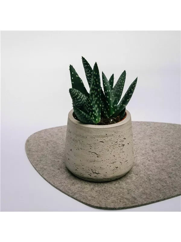 Aloe, Paradiscum - Blumen-Gaab