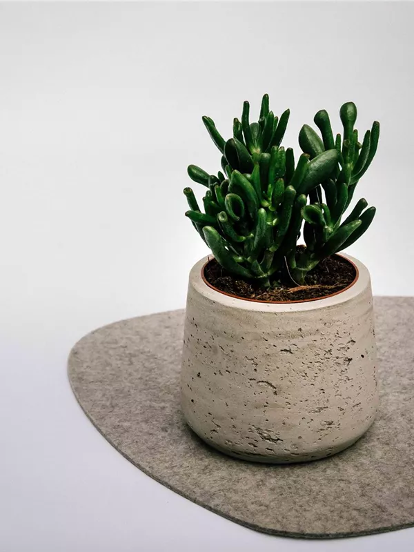 Ovata Hobbit 15cm Höhe